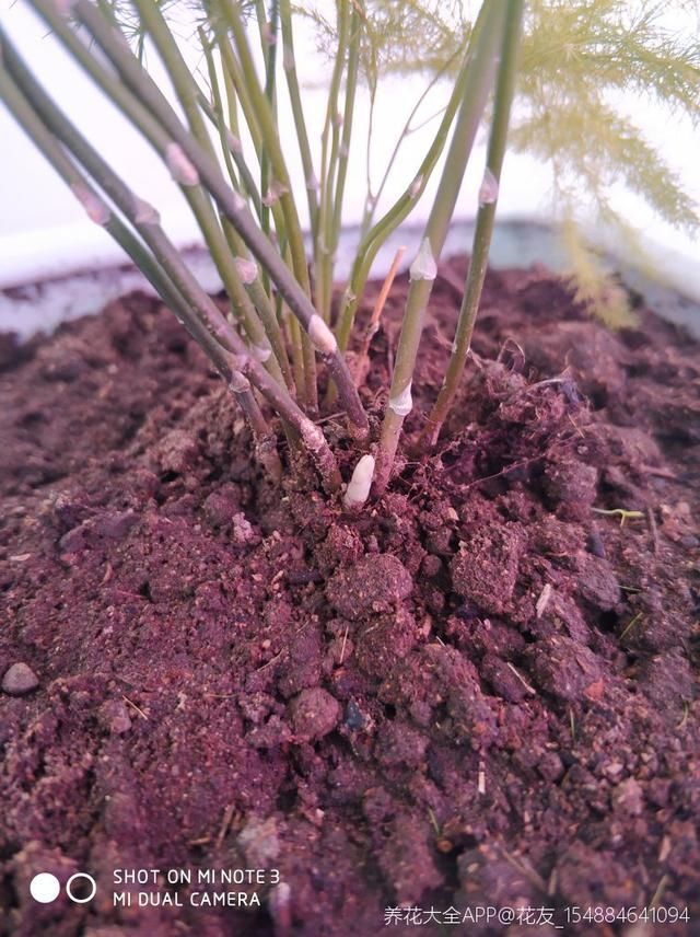  『大白』3种“吃土花”，1年不换盆，大白根挤满整个盆，土都被“吃”光