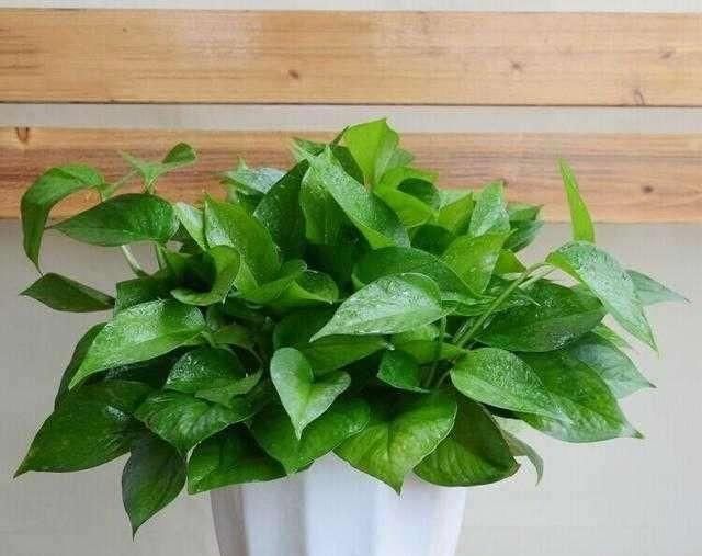  浇水■绿萝吊兰天天浇水吗？