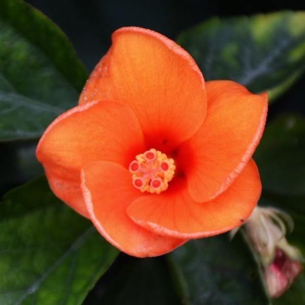  「菠萝蜜」南宁：请打量这夜色
