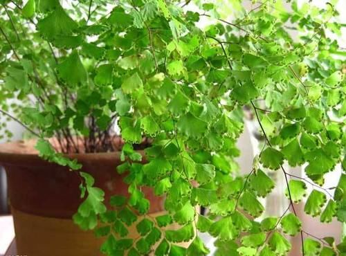  铁线蕨■3种花，就是“水桶”，浇水越勤快，生长越旺盛，绿油油一整年