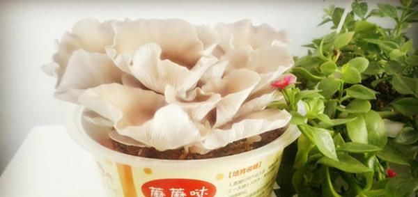  蔬菜@“4种菜”种阳台,长得飞快,7天就上桌,吃完一茬又一茬!