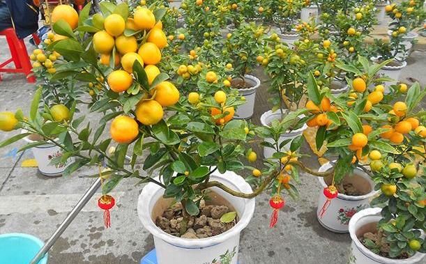  果实■家里养盆“吉祥果”，学会“这4招”，叶片翠绿，金黄果子满枝头