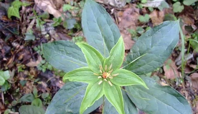  价值|竹林下，生长着“1种草”，植株低矮，人称“七叶一枝花”，珍贵