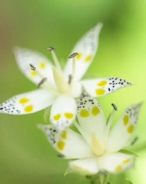  [朋友]100种珍稀兰花,你见过几种?美醉了!送给朋友们~