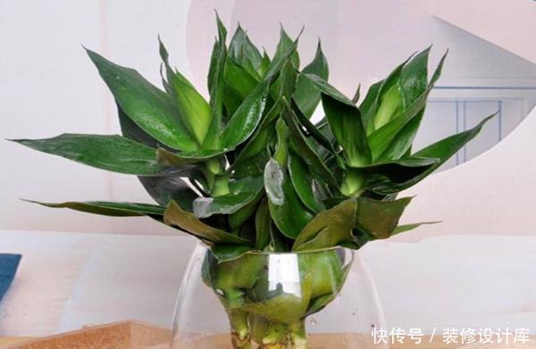 [很快]养花你敢乱养？客厅养这4种花，很快就发财，有钱人一看就懂！