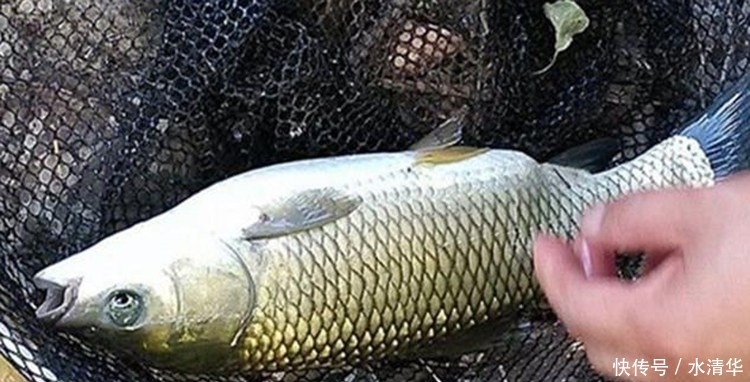 「揭秘」揭秘一款钓鱼效果比小药还强的饵料 新手钓鱼人拿走不谢