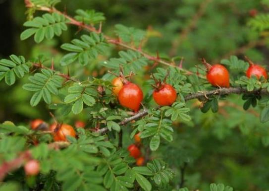  「买不到」山中有一野果，名为“糖琅”，农民不愿收获，有人想