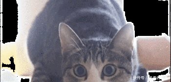 鲻鱼头太难看，这个发型男女明星谁留谁丑，唯独他留了百看不厌