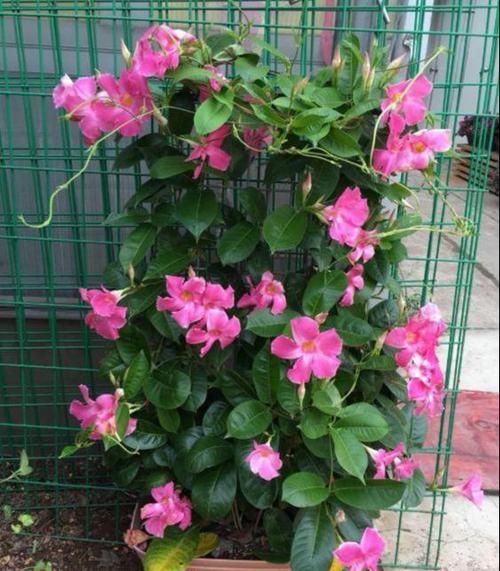  【软肋】飘香藤不开花？3个“软肋”是关键，一个不留神，死活不开花