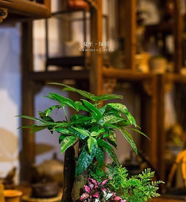  #盆土#发财树黄叶烂根都是浇水不合理导致的，原来正确浇水这么简单！