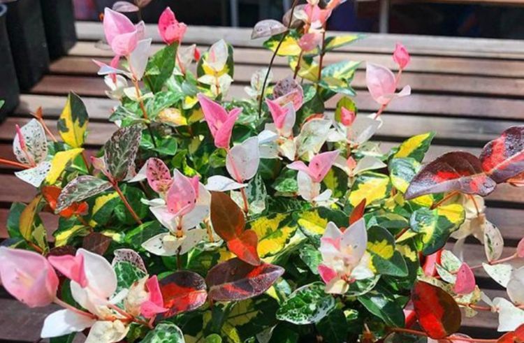 『阳光』3种花耐阴耐寒,没有阳光才能长好,叶片比花美,一养就上瘾
