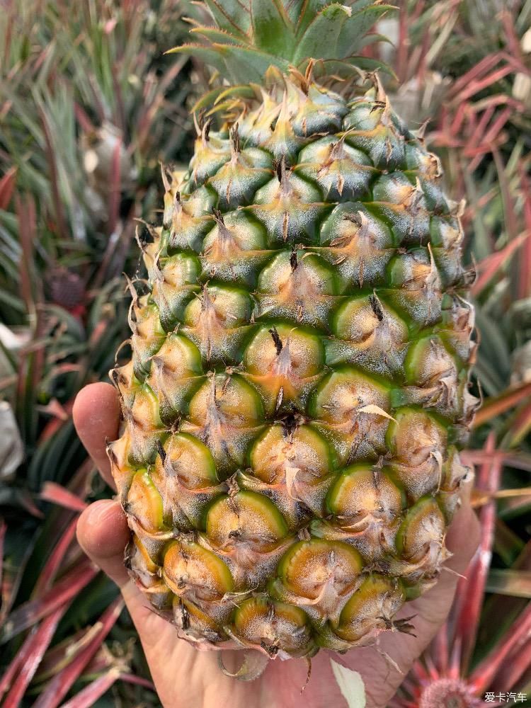  菠萝■2020年，劳作在海南的菠萝地海