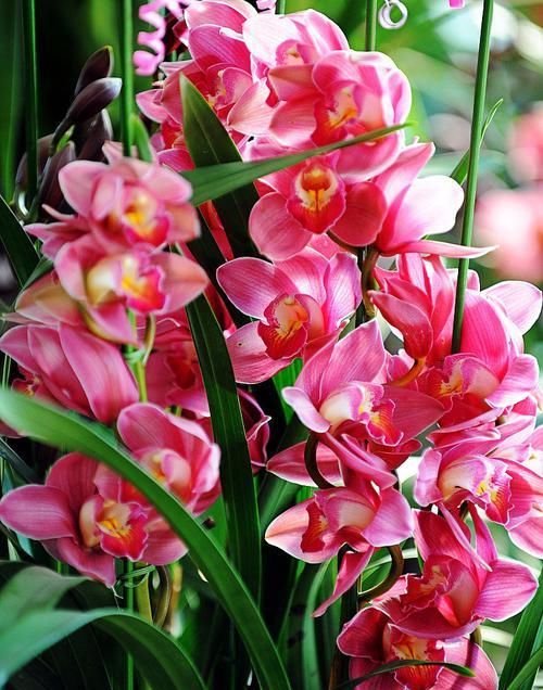  兰花■掌握兰花生长习性，我们就能成为养护高手