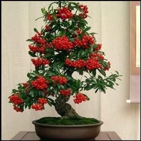 新的一年，此盆景一定要摆2盆，越养越值钱，观赏价值极高！