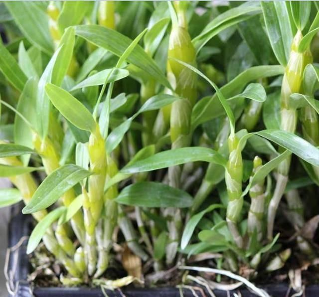  「随便」这“5种花”随便买，叶片绿、开花艳，越养越喜欢