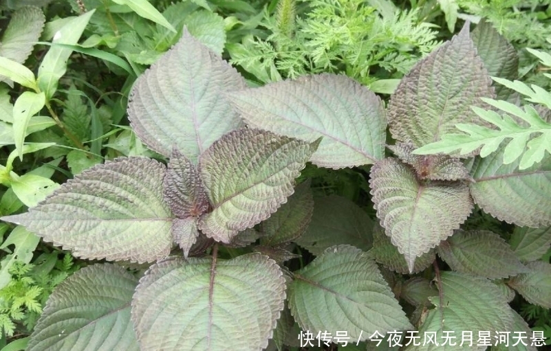 【实用价值】这种植物种在阳台上,不仅好看,而且还有很大的实用价值