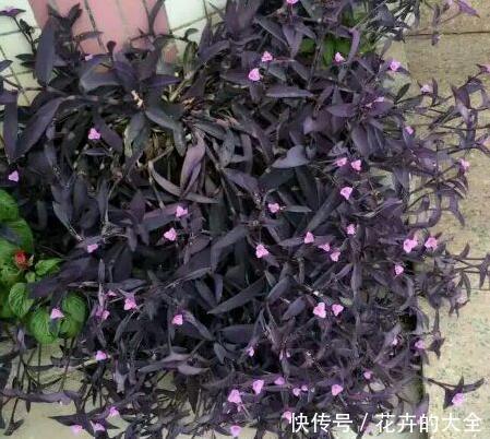  [开花]养花就选紫竹梅，好养易爆盆，叶子比花还要美！