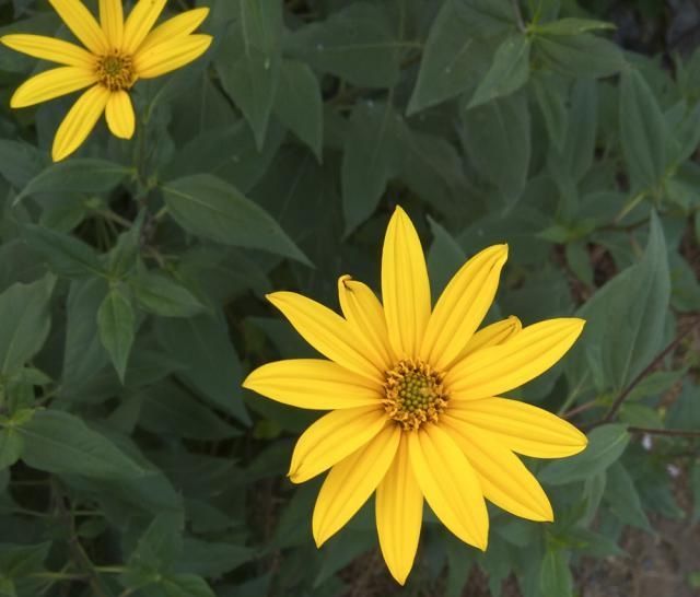  『奇葩』奇葩的入侵植物没人厌，开花是菊收获是姜，比姜不辣好吃百倍