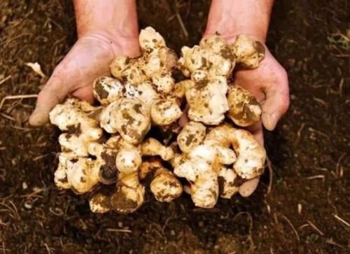  「人称」农村野生“向日葵”，人称“鬼子姜”，你有没有吃过？