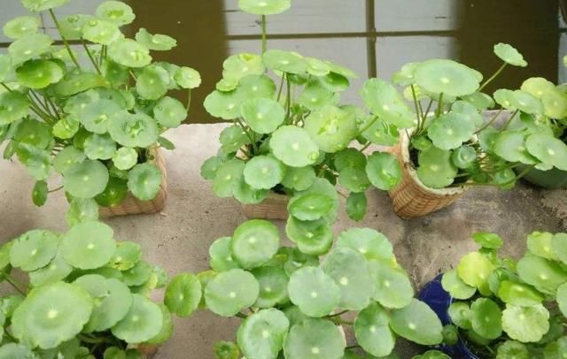 「寓意」寓意好的铜钱草开花后怎么办?就这几点会让“它”叶片油绿爆盆!