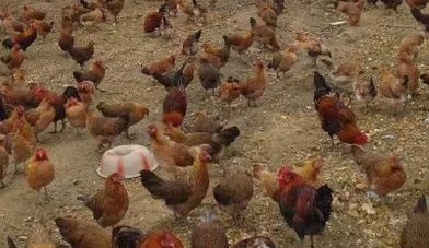 农村哪些特色养殖项目最赚钱，这4个养殖最赚钱!