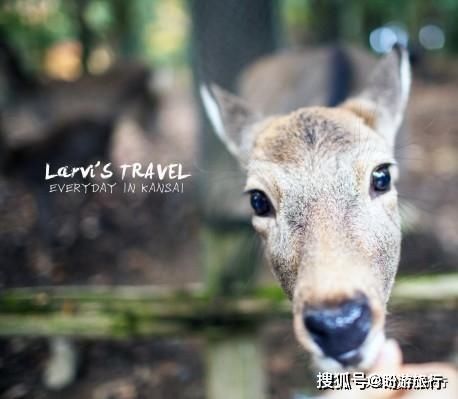  「祈福的灯笼」DAY2日本深度自由行之大阪都门奈良城崎旅行日记