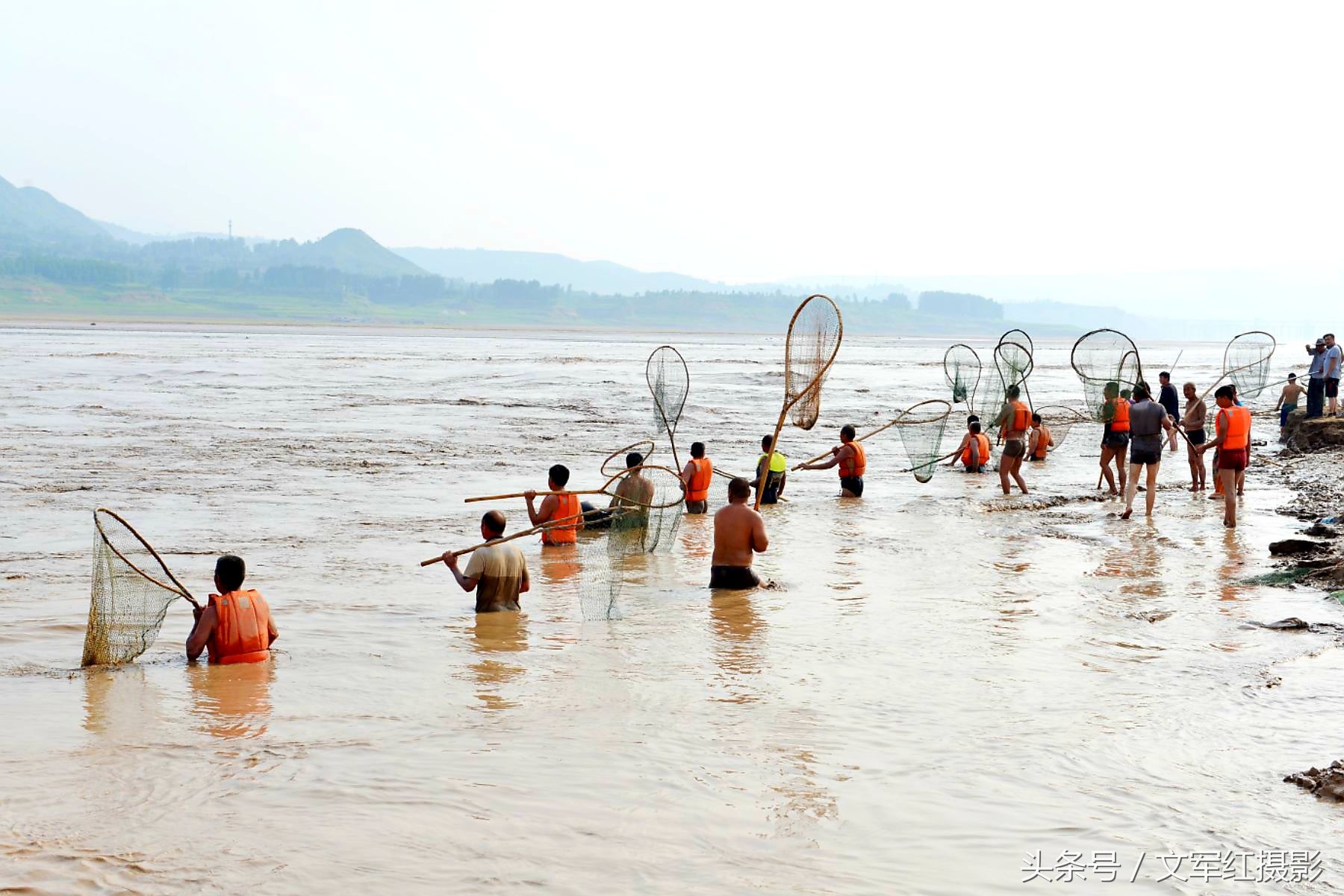 又是一年汛期到 又是一年流鱼跳 黄河岸边真热闹 浑水捞鱼兴致高