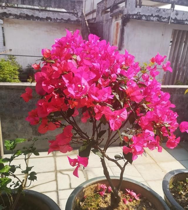  【不开花】家里养3种“耐旱花”，平时少浇水，开花更准时，花量大、花色艳