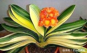 『定要注意』养护“彩兰”，避开“1点”，只看叶就很美，养一次，就喜欢上它