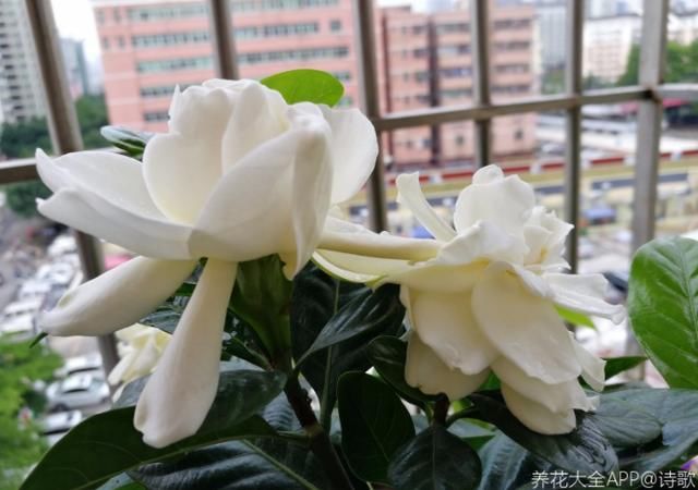  【回家】栀子花买回家，叶子发黄打蔫儿，应该怎么养护？