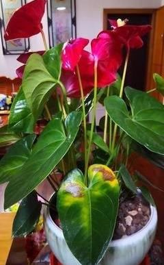  「花儿」养红掌，3点“小技巧”，拒绝黄叶烂叶，花儿红彤彤，四季花不断
