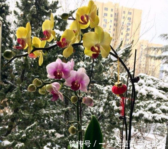  「白白」蝴蝶兰开完花就扔真是大土豪，白白捡了一箩筐，修剪一下又开花