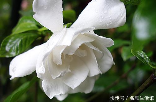  「栀子花」家养栀子花难开花？学会这三个小技巧，年年轻松爆满盆