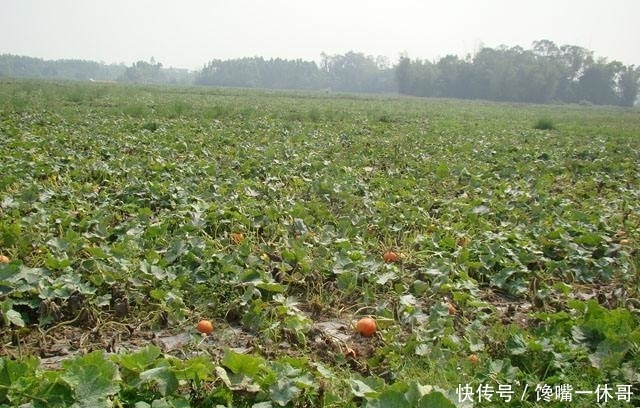  毛钱■几千吨滞销，一斤1毛钱堆一地，每天大批量腐烂，农民太苦