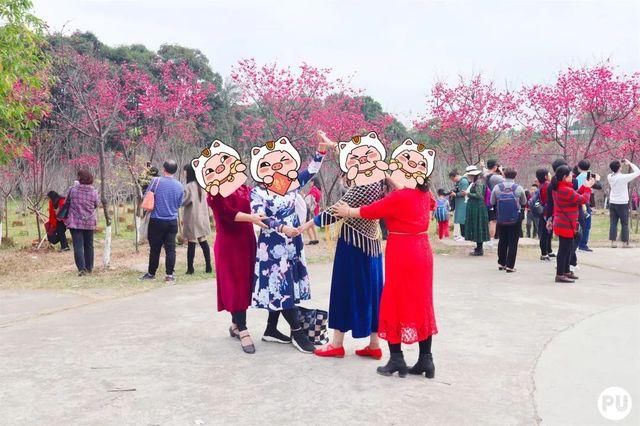 靓！佛山周边1500株樱花已盛开，最美的春天在这里~
