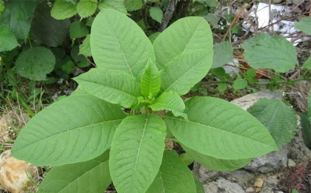 农村田地里常见的野草，人称“山萝卜”，其实它用途广泛