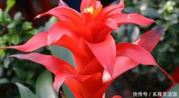  『养花』新手养花，不如养盆花中精品“鸿运当头”，花好吉祥，高贵典雅