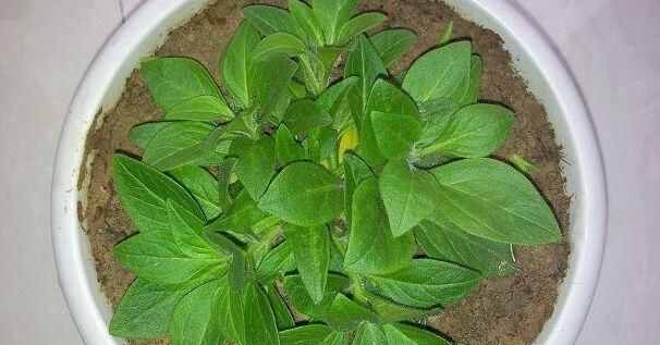  【花钱买】捡了一根枝条一粒种子，种出二十盆漂亮的花，根本不用花钱买花