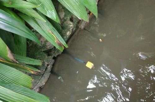  「更肥」为什么河岸边石头缝里钓到的黄鳝更肥更大？老头给了我答案