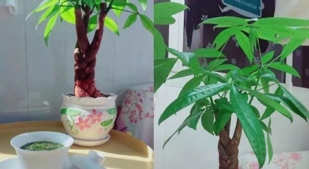  『鸿运当头』快过年了，想买年节花，5种“招财花”别错过，放在家里很吉祥