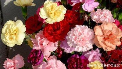 『喜欢』喜欢养护花卉,就选择花色艳,花期长,开花量繁多的3种花卉