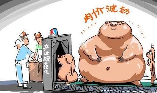 有专家预测明年养猪将大亏损，养殖户该怎么应对低价猪周期？