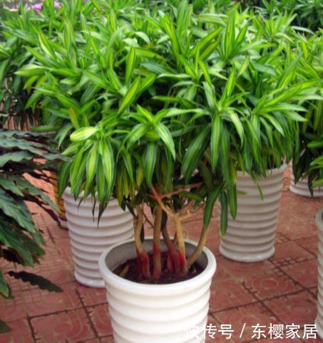  「富贵竹」有钱人都在养这“5种花”，不仅能净化空气，还能带来很好的旺运