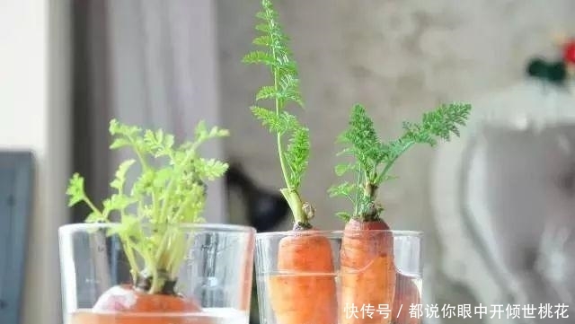 『盆栽』既然喜欢水培, 那就要学会如何养好水培盆栽中的“水”!