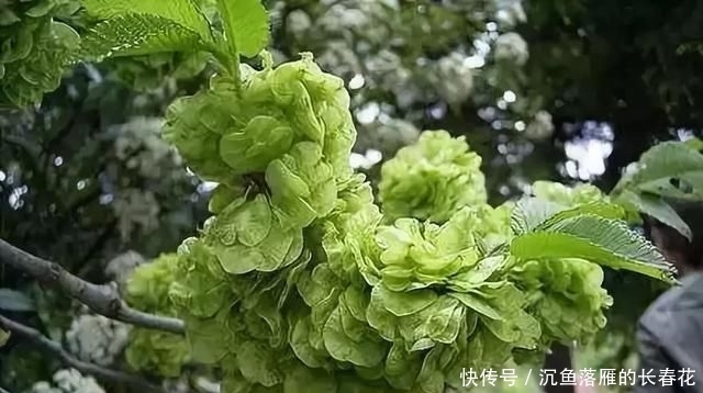 芝麻酱糖饼@北京必吃的19种美食!都吃过的才是地道北京人~