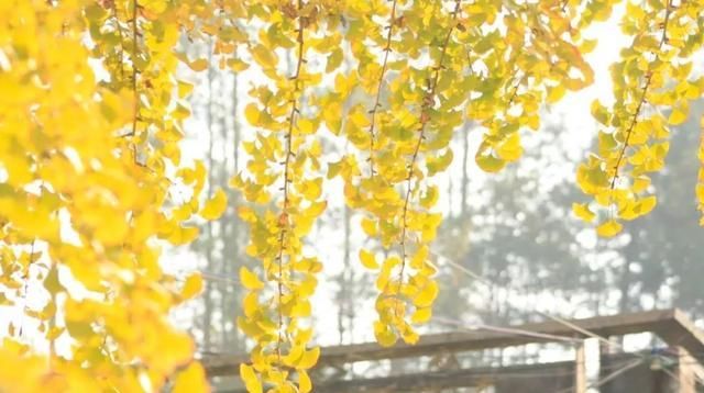 贝壳分享｜|看完这篇，又多了好多打卡地