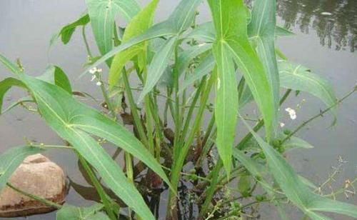 『植物』“它”与田字草同生一处,却有不同命运,一个做绿化,一个是杂草