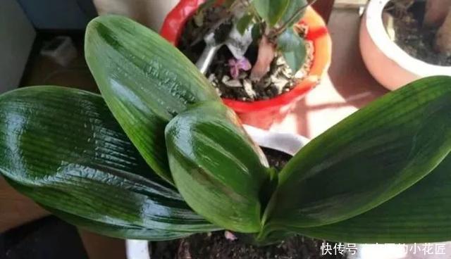 【花别买】养花技巧:遇到这6种花,白送都不要,轻则养残,重则养不活!