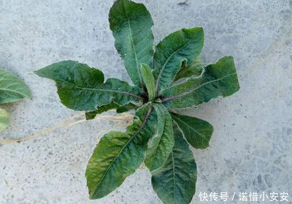 此物在农村不仅很常见，而且价值还贼珍贵，很多人都不了解它