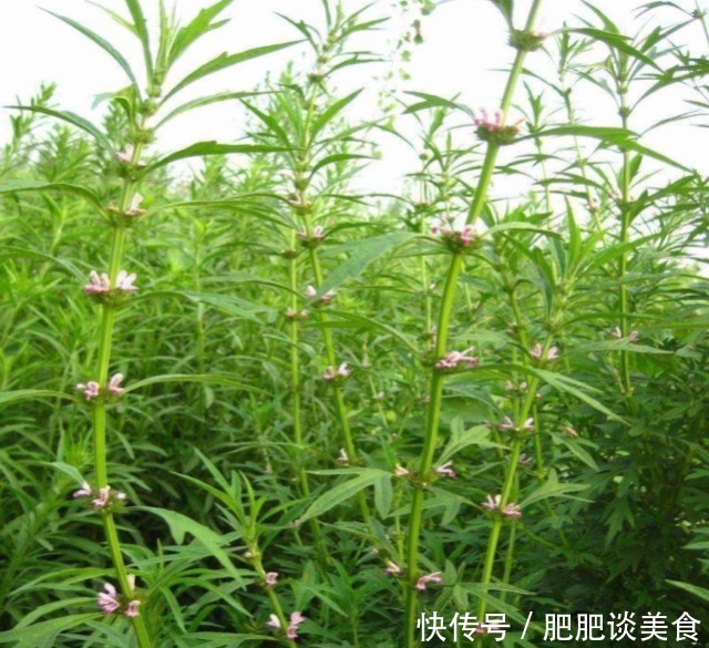  「药用价值」一种无人不晓的野草，农民挖它一斤卖7元，晒干后价